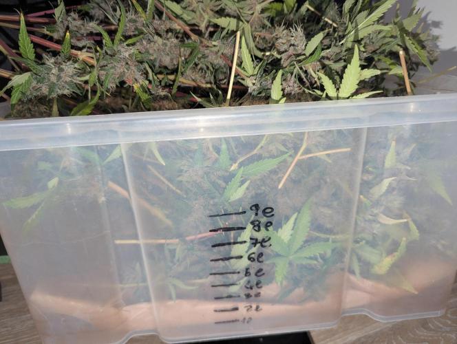 🍇Purple Opium auto-Divine Seeds. Week 11