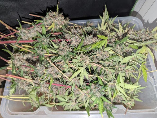 🍇Purple Opium auto-Divine Seeds. Week 11