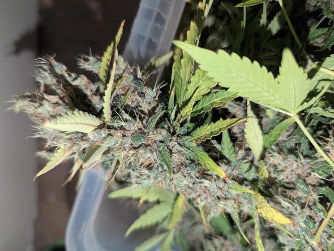 🍇Purple Opium auto-Divine Seeds. Week 11