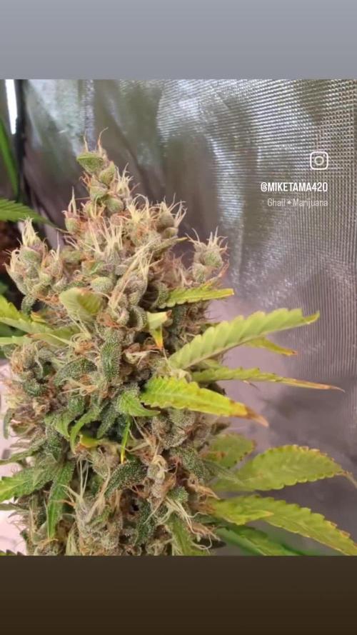 🍇Purple Opium auto-Divine Seeds