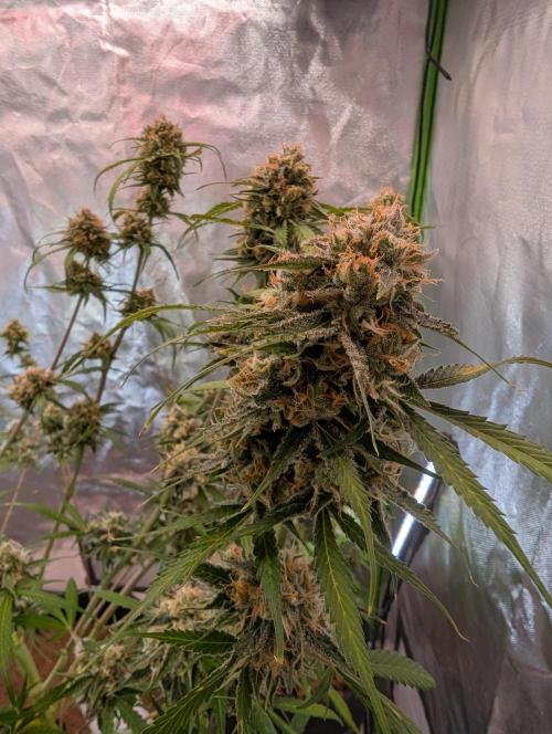 🧔💸 Pablo Escobar-Divine Seeds. Week 10