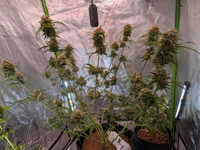🧔💸 Pablo Escobar-Divine Seeds. Week 10