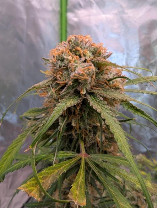 🧔💸 Pablo Escobar-Divine Seeds. Week 10