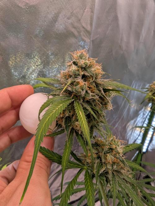 🧔💸 Pablo Escobar-Divine Seeds. Week 10