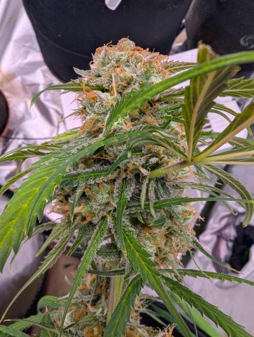 🧔💸 Pablo Escobar-Divine Seeds. Week 10