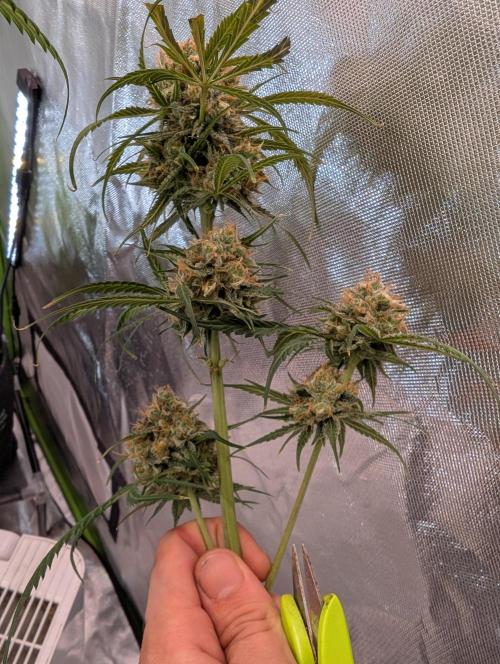 🧔💸 Pablo Escobar-Divine Seeds. Week 10