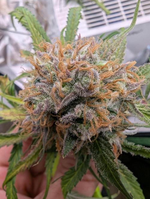 🧔💸 Pablo Escobar-Divine Seeds. Week 10