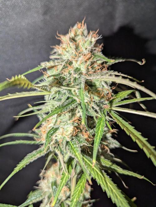 🧔💸 Pablo Escobar-Divine Seeds. Week 10