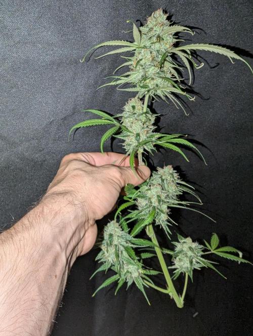 🧔💸 Pablo Escobar-Divine Seeds. Week 10