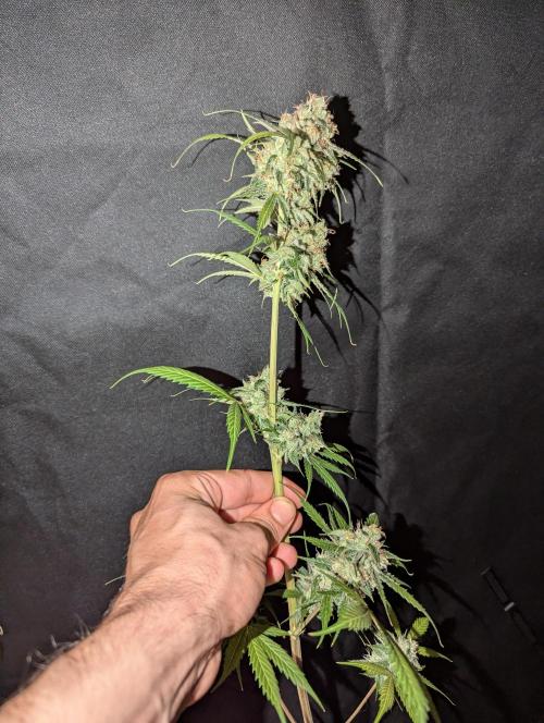 🧔💸 Pablo Escobar-Divine Seeds. Week 10
