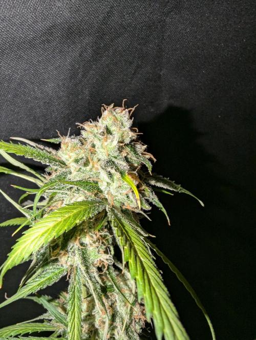 🧔💸 Pablo Escobar-Divine Seeds. Week 10