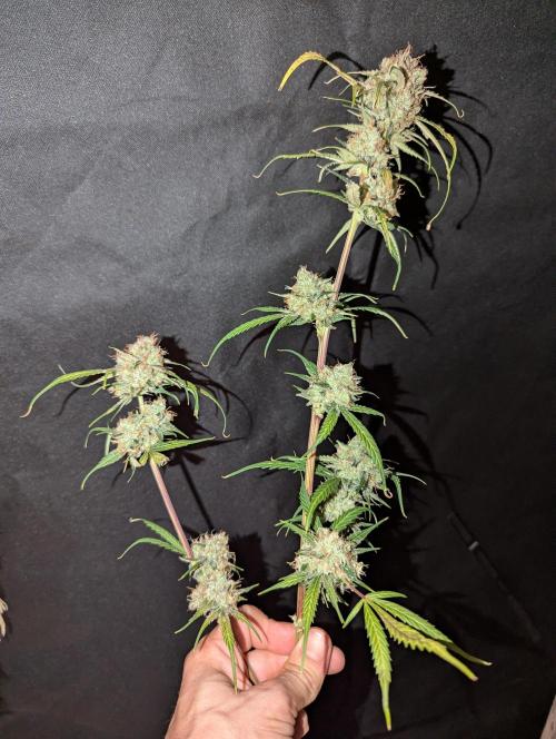 🧔💸 Pablo Escobar-Divine Seeds. Week 10
