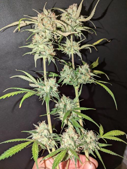 🧔💸 Pablo Escobar-Divine Seeds. Week 10