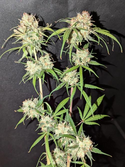 🧔💸 Pablo Escobar-Divine Seeds. Week 10