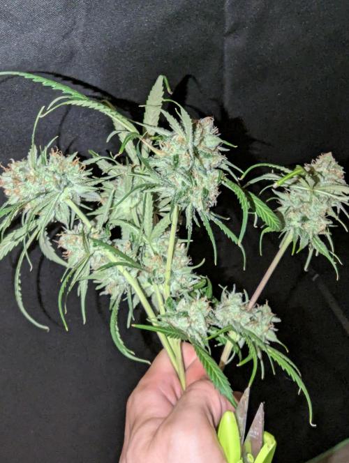 🧔💸 Pablo Escobar-Divine Seeds. Week 10