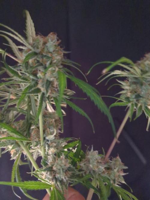 🧔💸 Pablo Escobar-Divine Seeds
