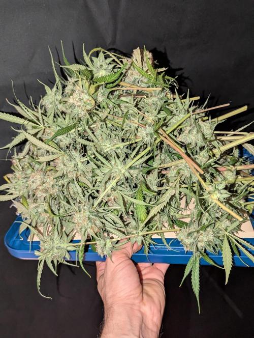 🧔💸 Pablo Escobar-Divine Seeds. Week 10