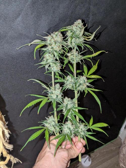 🧔💸 Pablo Escobar-Divine Seeds. Week 10