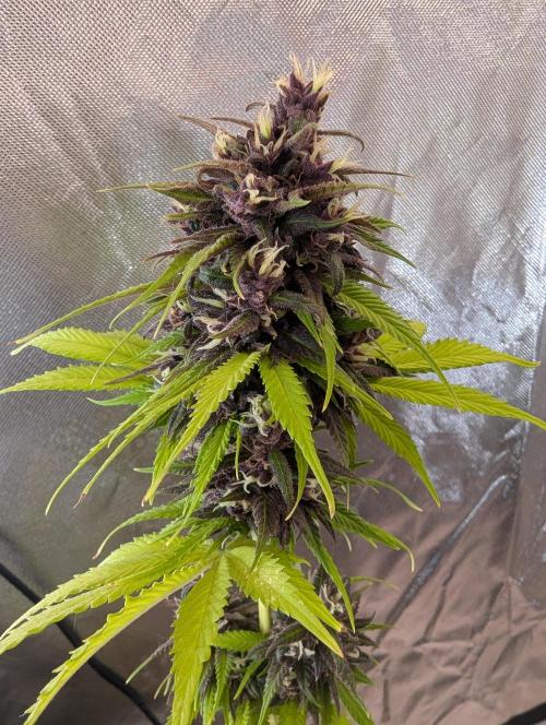 🍋Lemon 🍒 Cherry 🍪Cookies Auto. Week 10