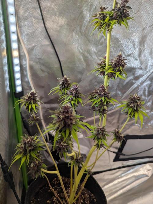 🍋Lemon 🍒 Cherry 🍪Cookies Auto. Week 10