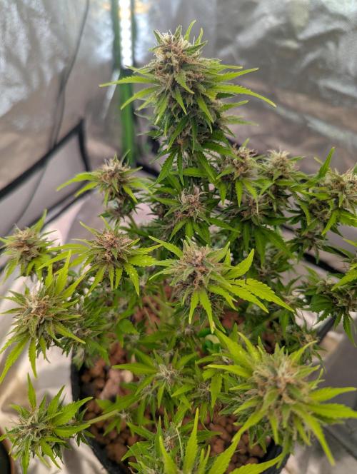 😈🍋Purple Lemonade auto - RQS🦁. Week 10