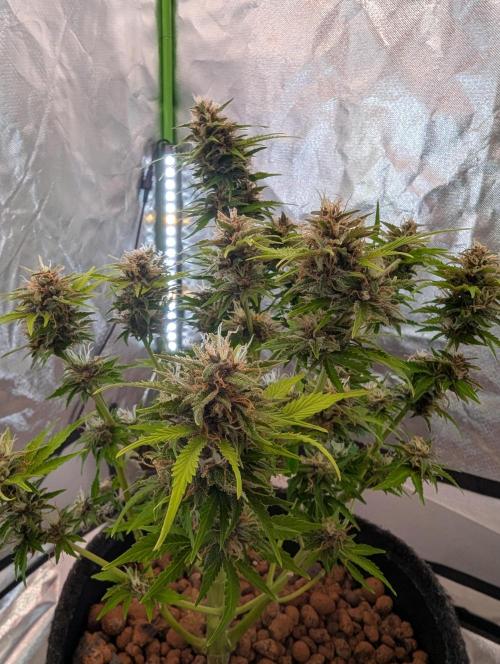 😈🍋Purple Lemonade auto - RQS🦁. Week 10