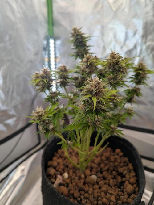 😈🍋Purple Lemonade auto - RQS🦁. Week 10