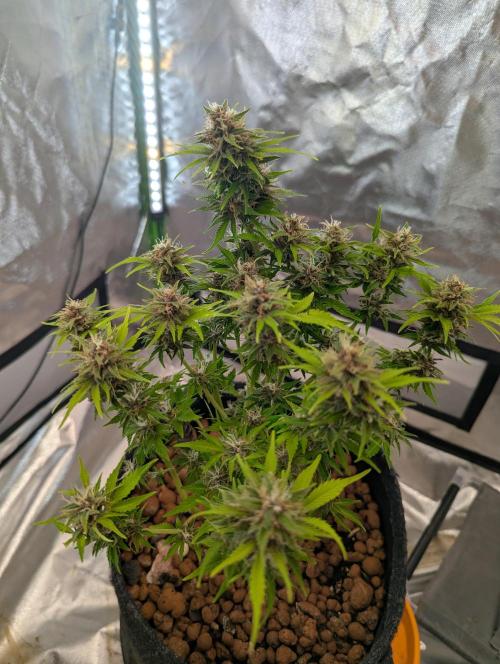 Purple Lemonade Auto. Week 10