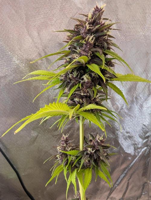 🍋Lemon 🍒 Cherry 🍪Cookies Auto. Week 10