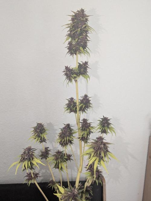 🍋Lemon 🍒 Cherry 🍪Cookies Auto. Week 11