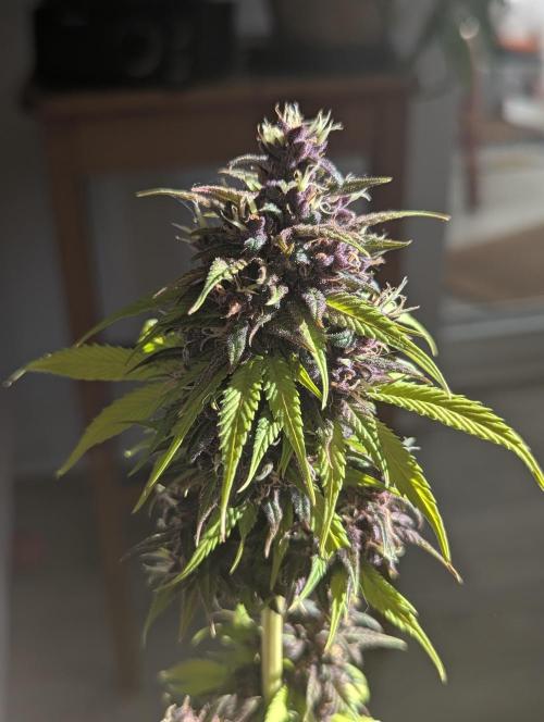 🍋Lemon 🍒 Cherry 🍪Cookies Auto. Week 11