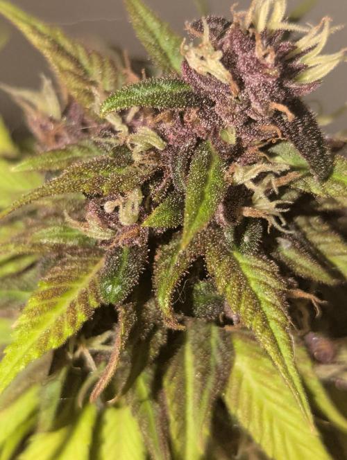 🍋Lemon 🍒 Cherry 🍪Cookies Auto. Week 11