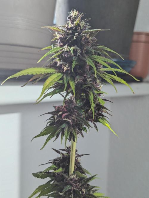 🍋Lemon 🍒 Cherry 🍪Cookies Auto. Week 11