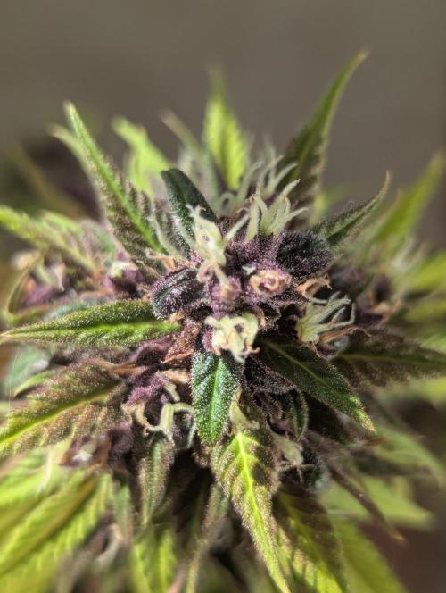 🍋Lemon 🍒 Cherry 🍪Cookies Auto. Week 11