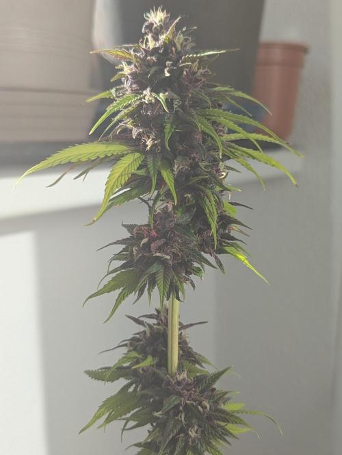 🍋Lemon 🍒 Cherry 🍪Cookies Auto. Week 11