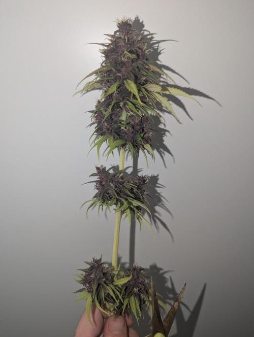 🍋Lemon 🍒 Cherry 🍪Cookies Auto. Week 11