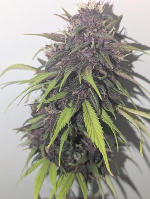 🍋Lemon 🍒 Cherry 🍪Cookies Auto. Week 11