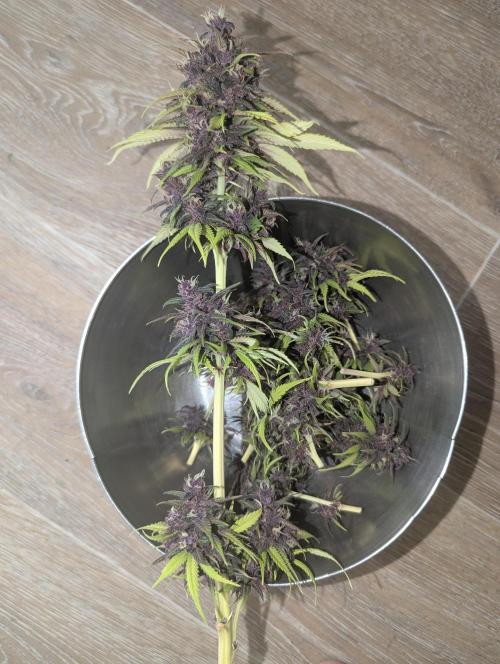 🍋Lemon 🍒 Cherry 🍪Cookies Auto. Week 11