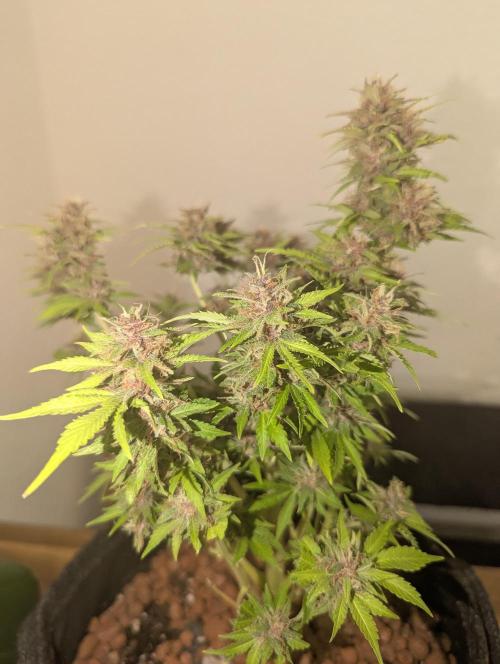 😈🍋Purple Lemonade auto - RQS🦁. Week 10