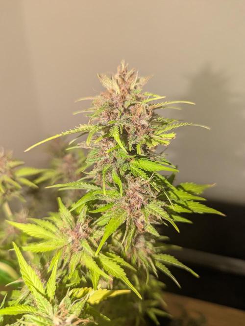 😈🍋Purple Lemonade auto - RQS🦁. Week 10