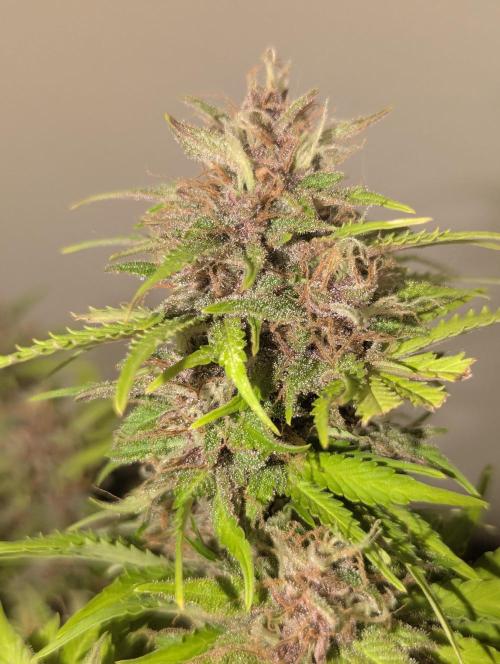 😈🍋Purple Lemonade auto - RQS🦁. Week 10