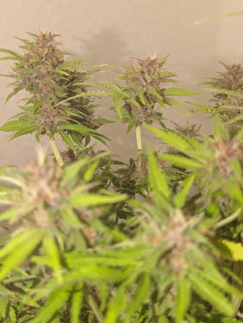 😈🍋Purple Lemonade auto - RQS🦁. Week 10