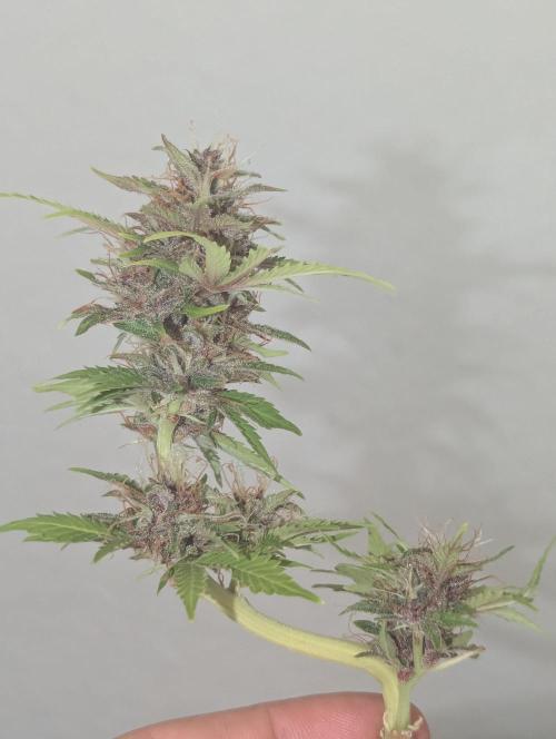 😈🍋Purple Lemonade auto - RQS🦁. Week 10