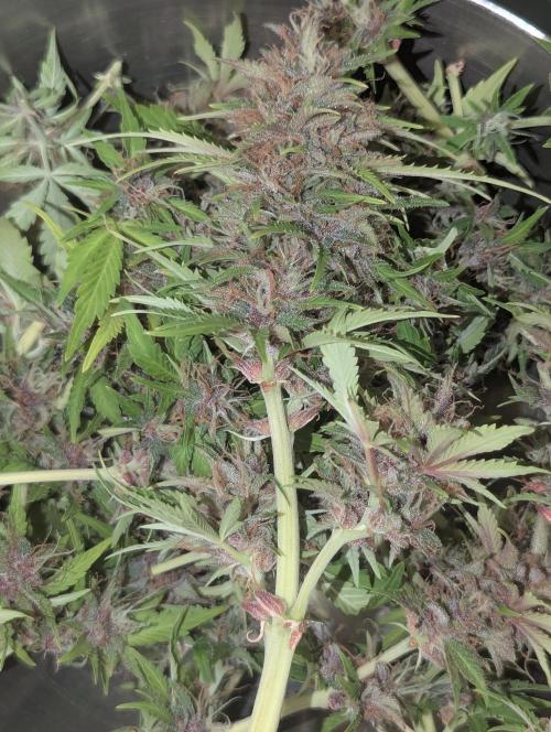 😈🍋Purple Lemonade auto - RQS🦁. Week 10