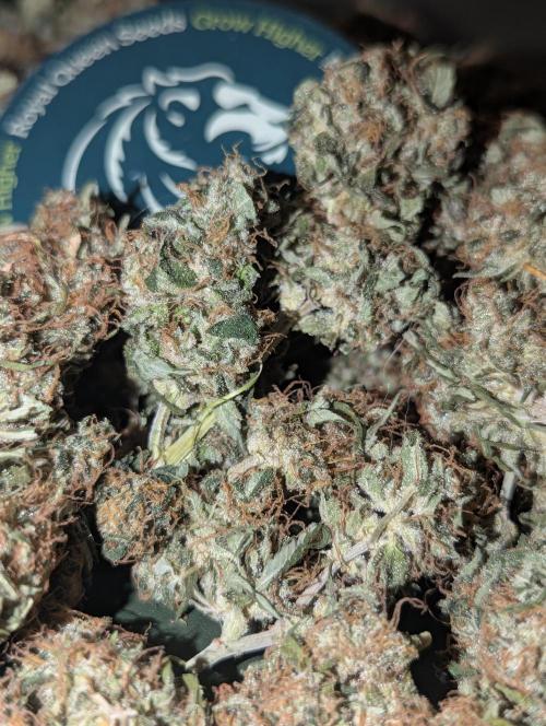 Purple Lemonade Auto. Week 10