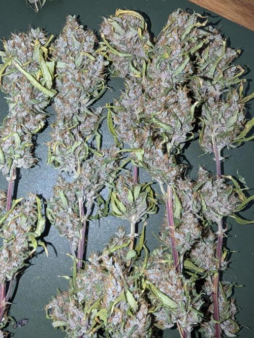 Auto Purple Opium. Week 11