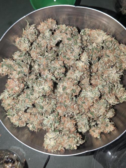 🧔💸 Pablo Escobar-Divine Seeds. Week 10