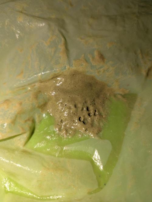 Bubble hash. Week 0