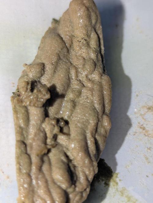 Bubble hash. Week 0