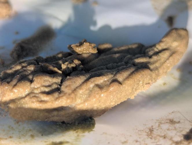 Bubble hash. Week 0
